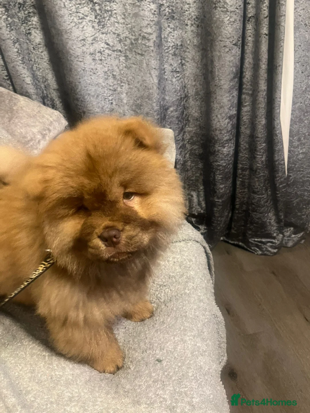 Chow Chow dogs for sale: Chow Chow Kc - Advert 1