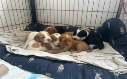 Cocker Spaniel dogs for sale: Baby Cocker Spaniels working type - Image 2