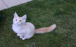 Maine Coon cats for sale: Maine coons 1 Boy left ready now - Image 25
