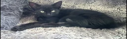 Mixed Breed cats for sale: 2 Beautiful Boys Looking for Forever Homes 🐱🐱 - Advert 5