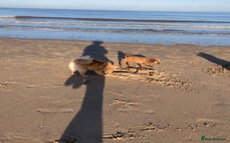 Pomeranian dogs for sale: Pomeranian 11 months  - Image 7