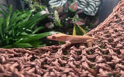 Gecko reptiles for sale: 2 baby crested geckos in Dunmow - Image 6
