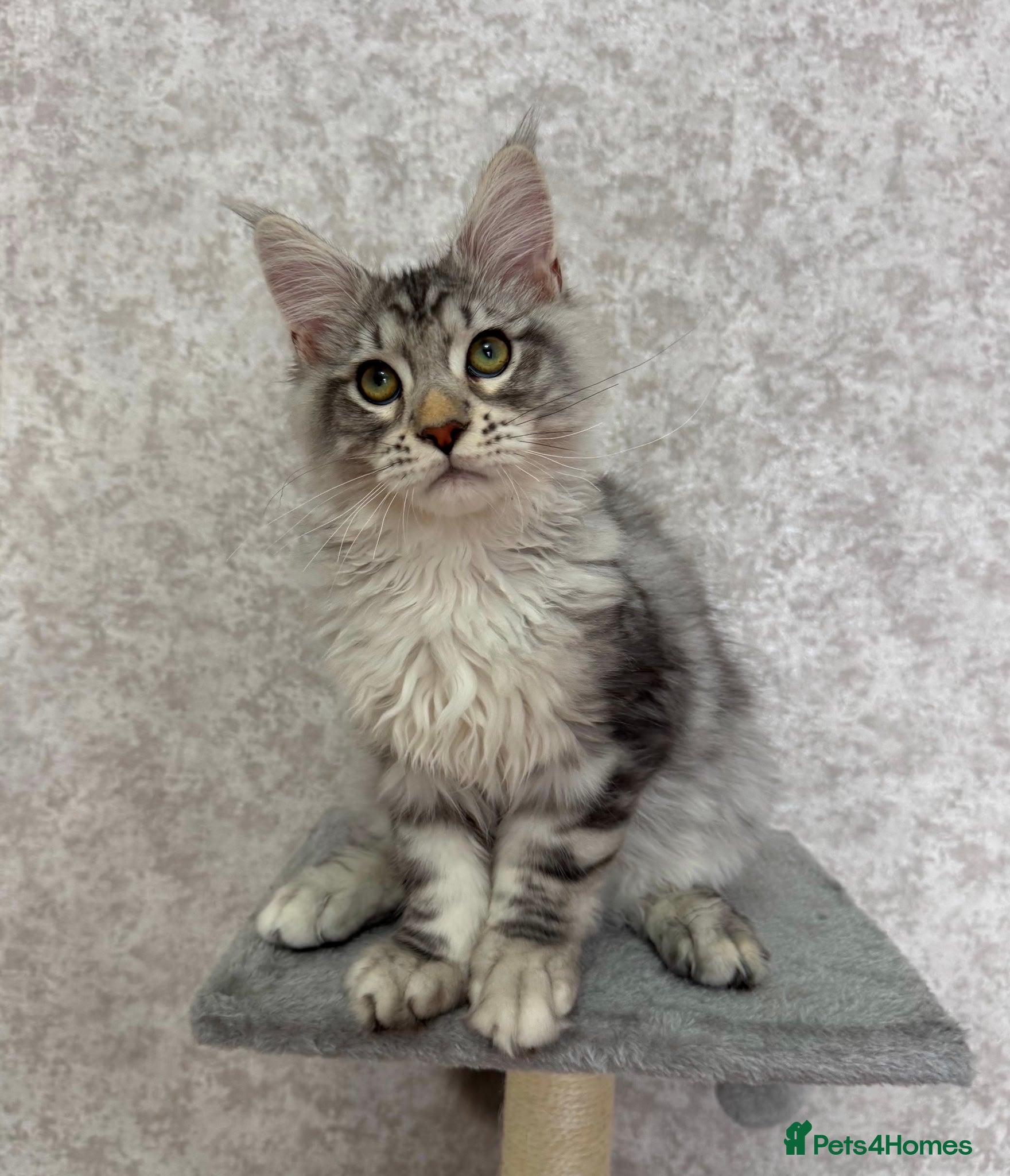 Maine Coon cats Stunning Purebred TICA Reg Maine Coon Kittens - Advert 1
