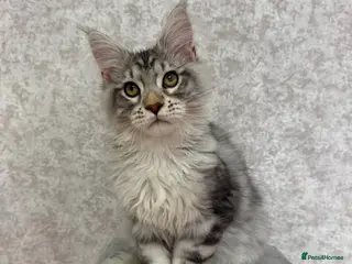 Maine Coon cats Stunning Purebred TICA Reg Maine Coon Kittens - Advert 1