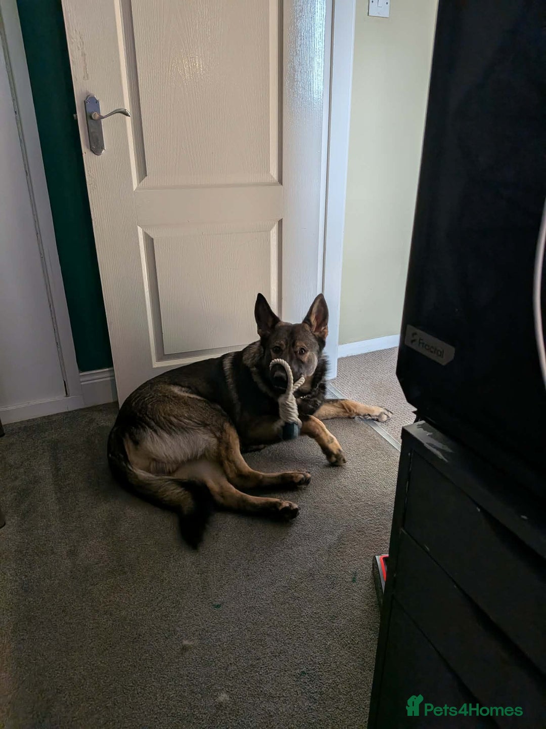 German Shepherd dogs for sale: 17 month GSD male (intact) - Advert 7