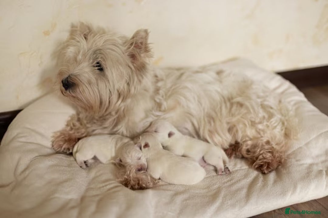 West Highland Terrier dogs for sale: West Highland Terriers show bloodlines - Image 17