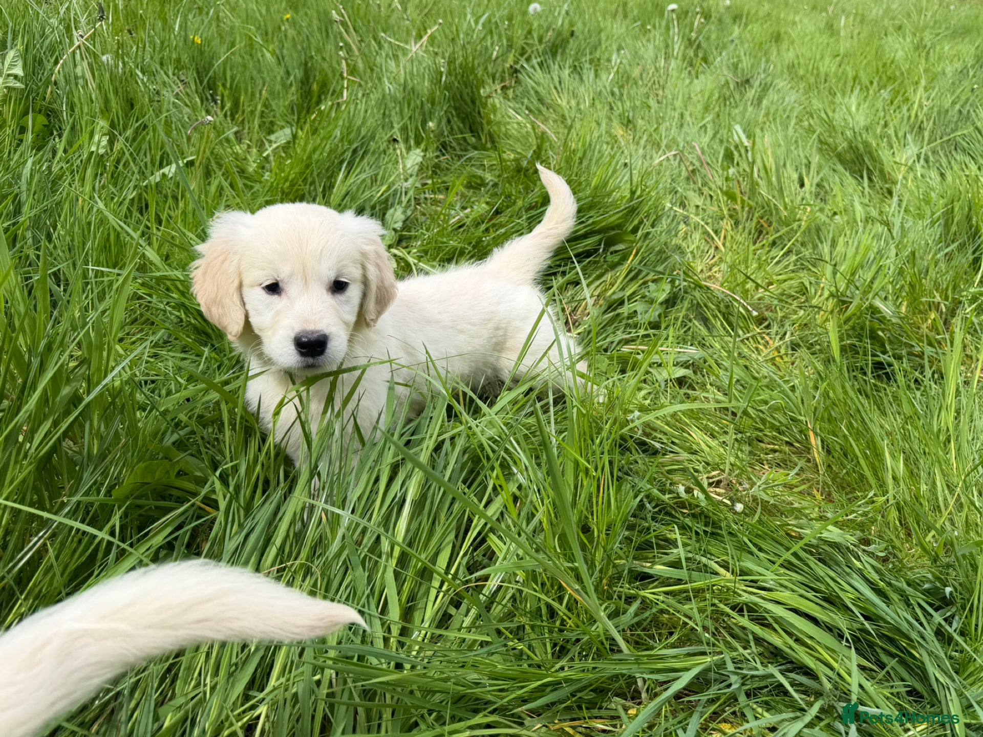 Golden Retriever dogs KC Registered Golden Retriever puppies  - Advert 1