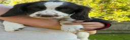 English Springer Spaniel dogs for sale: English springer spaniel  in Southam - Advert 3