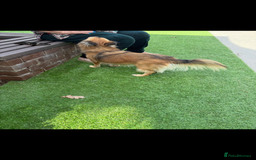 Mixed Breed dogs for sale: Adorable female is looking for new home - Image 4