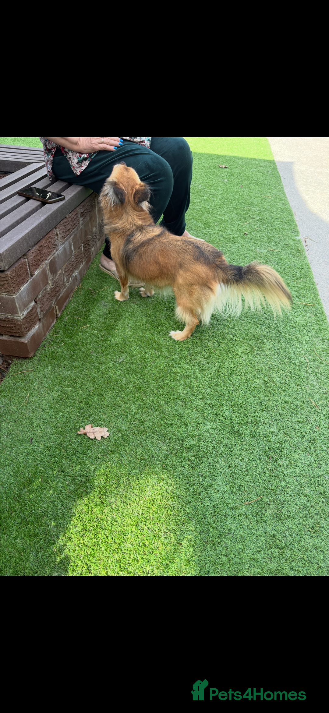 Mixed Breed dogs for sale: Adorable female is looking for new home - Image 4