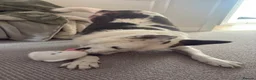 Mixed Breed dogs for adoption: Jack needs his very own forever home! (Sheffield)  - Advert 2