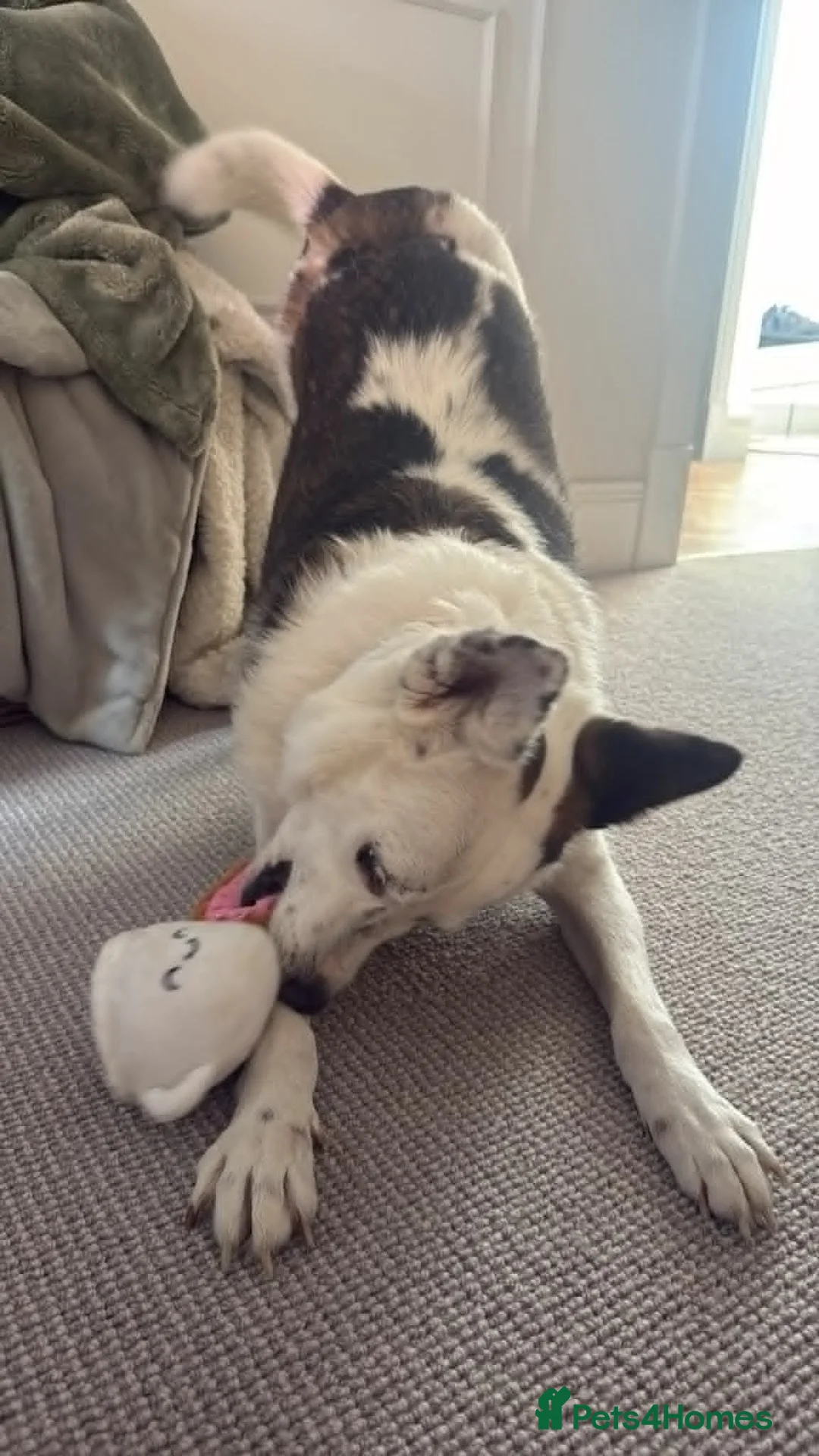 Mixed Breed dogs for adoption: Jack needs his very own forever home! (Sheffield)  - Advert 2