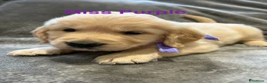 Miss Purple