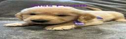 Golden Retriever dogs for sale: Gorgeous litter of 4G 5B pure golden retrievers.  - Advert 13
