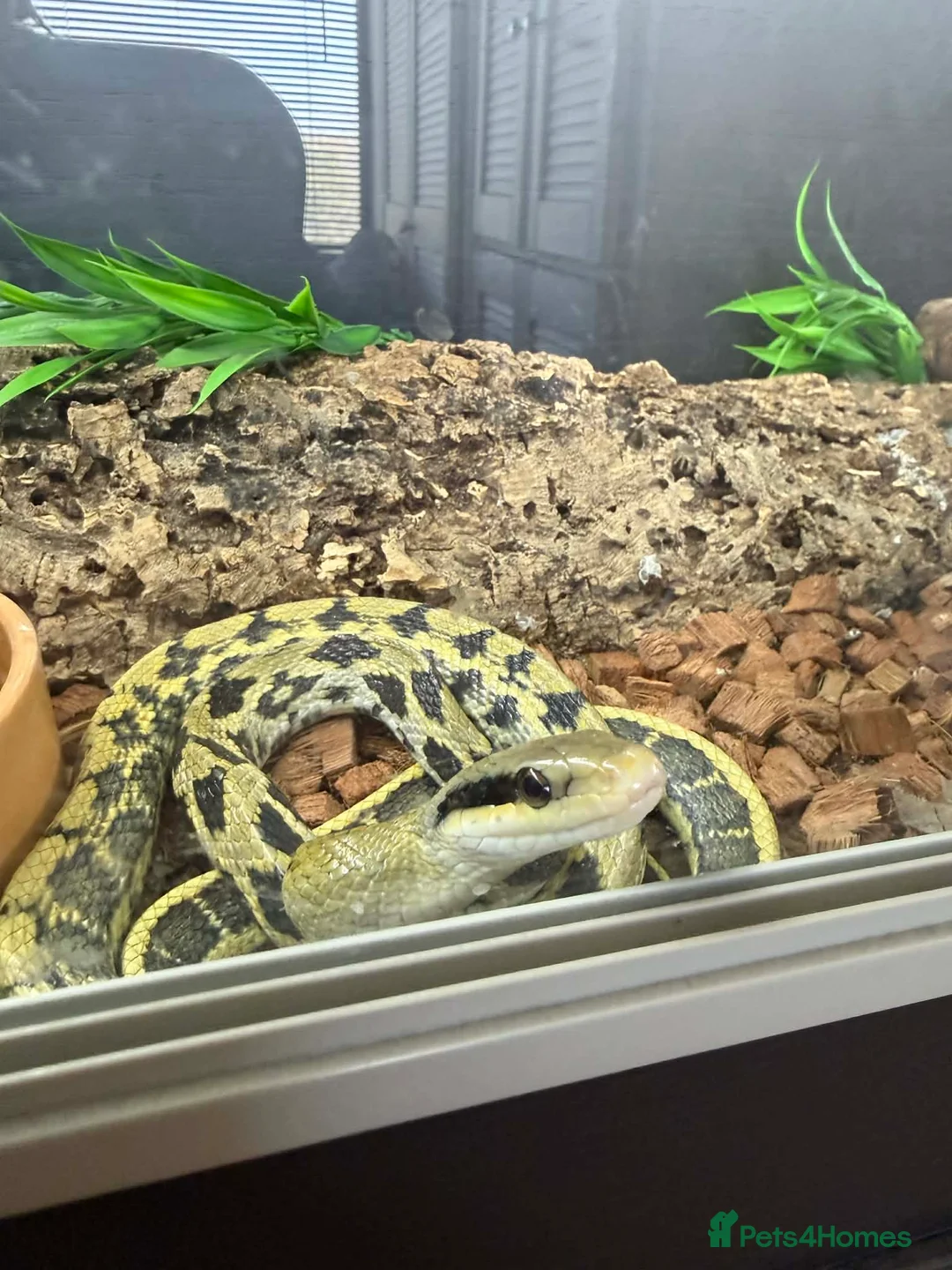 Snake reptiles for sale: Vivarium and snakes x2 for Sale  in Sheffield - Advert 1