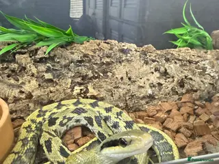 Snake reptiles Vivarium and snakes x2 for Sale - Advert 1