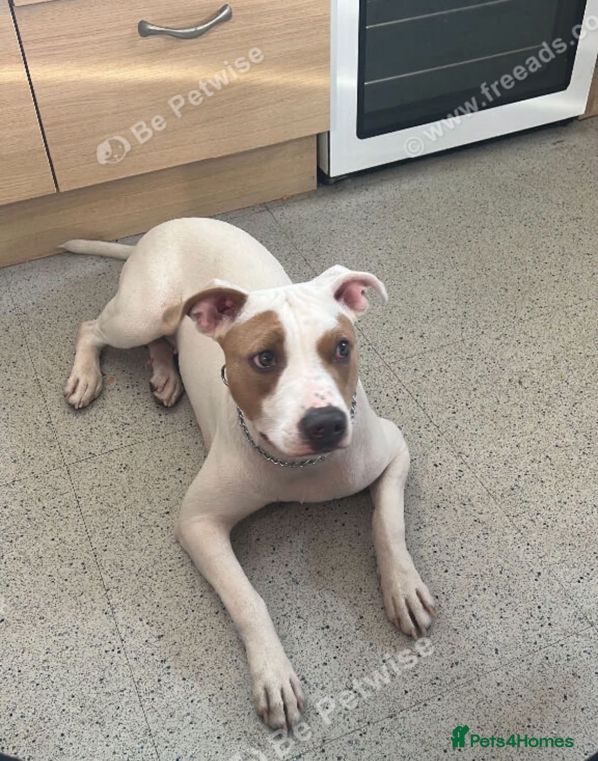 Mixed Breed dogs 10 month old Staffy  - Advert 2