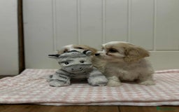 Cavachon dogs for sale: Cavachon Puppies  - Advert 20