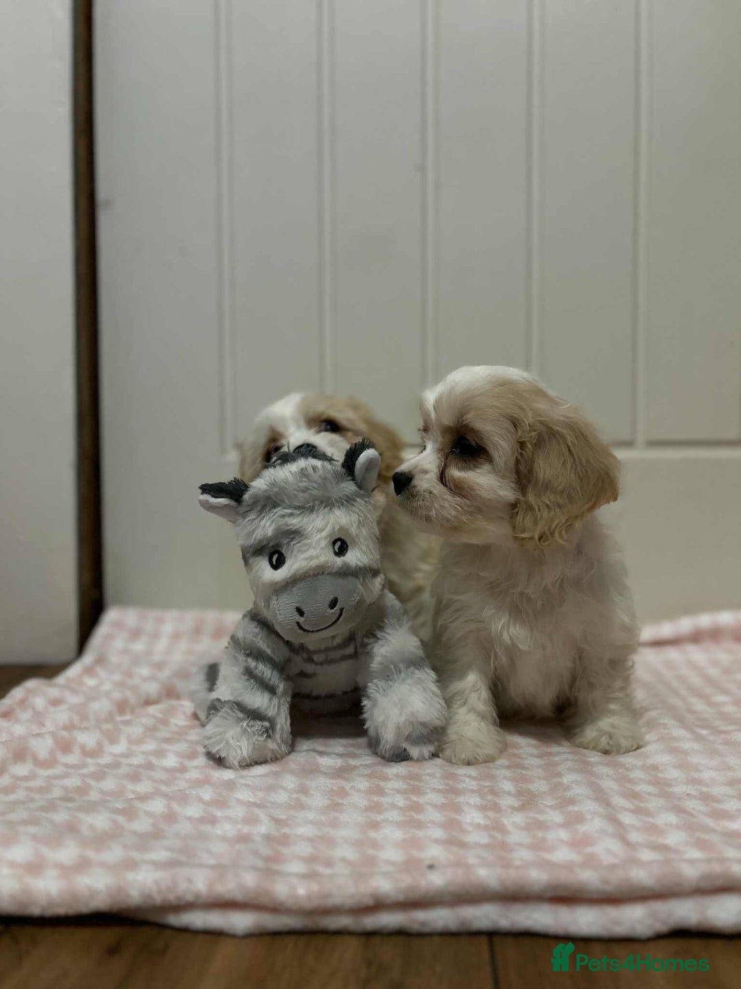 Cavachon dogs for sale: Cavachon Puppies  - Advert 20