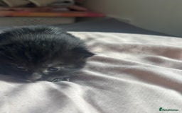 Bombay cats for sale: Kittens for sale  - Image 2