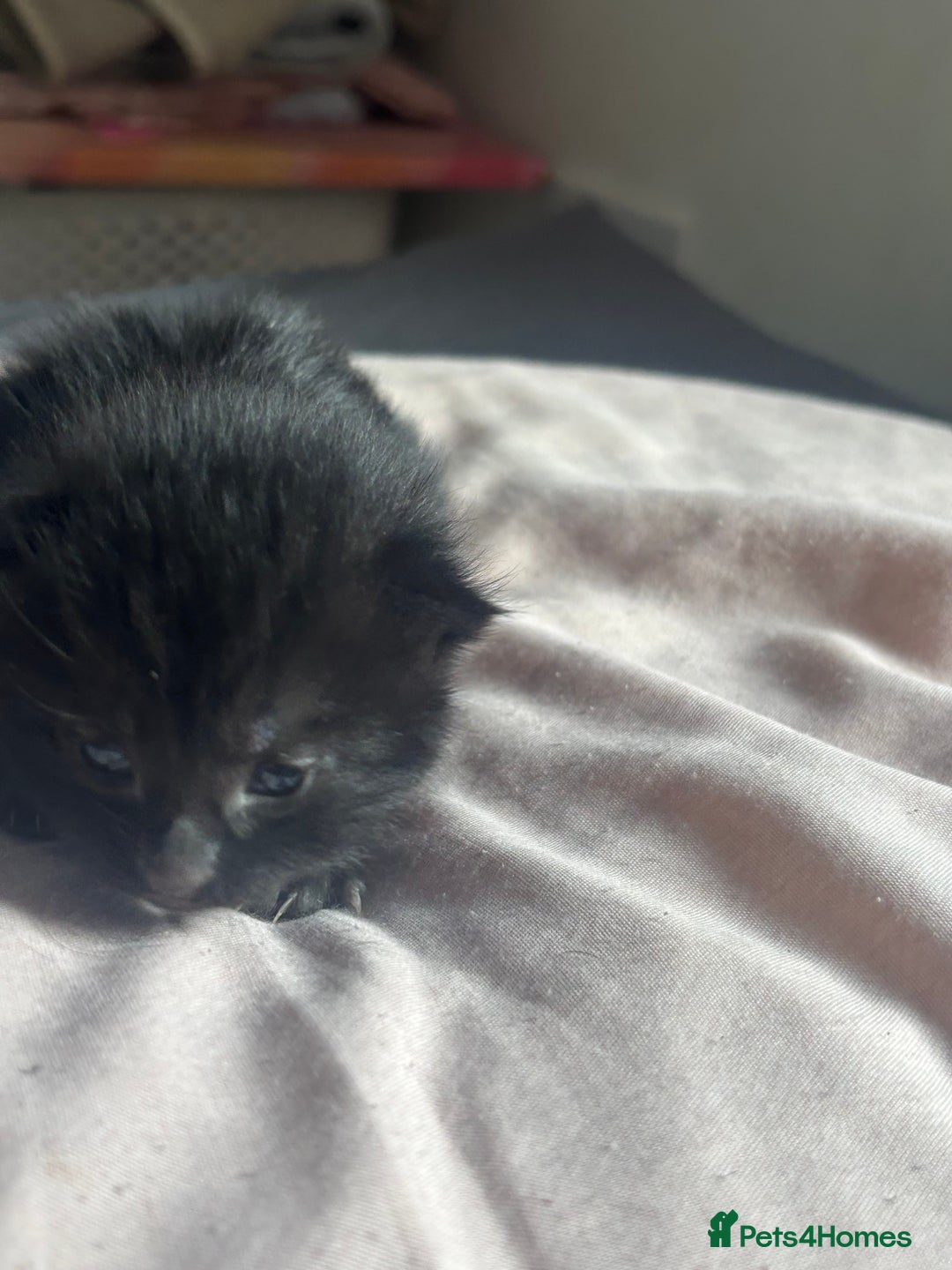 Bombay cats for sale: Kittens for sale  - Image 2