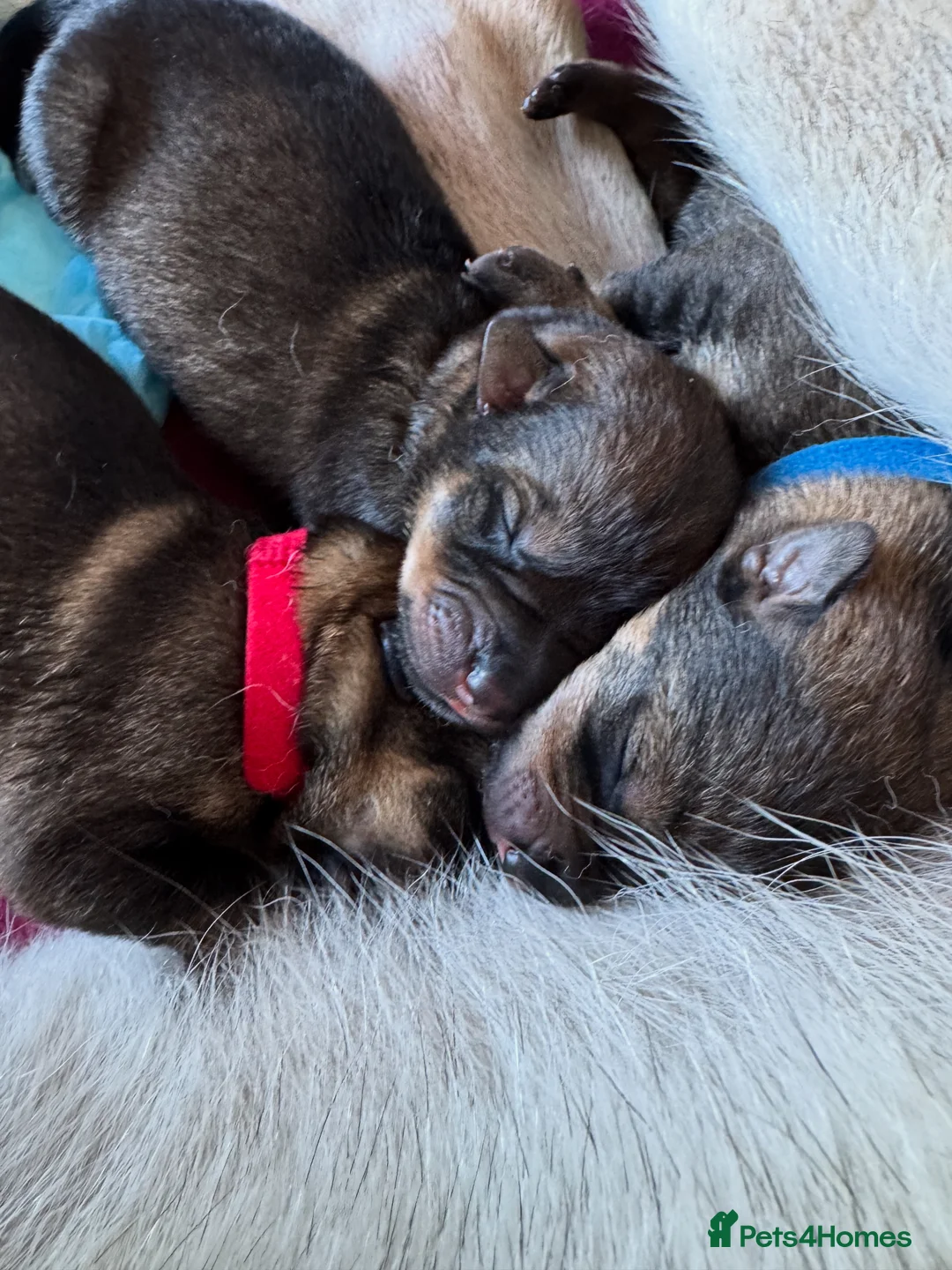 Mixed Breed dogs for sale: Unique rare breed in Edinburgh - Advert 2