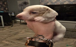 Dachshund dogs for sale: daschund puppies 1 chocolate male left - Image 8