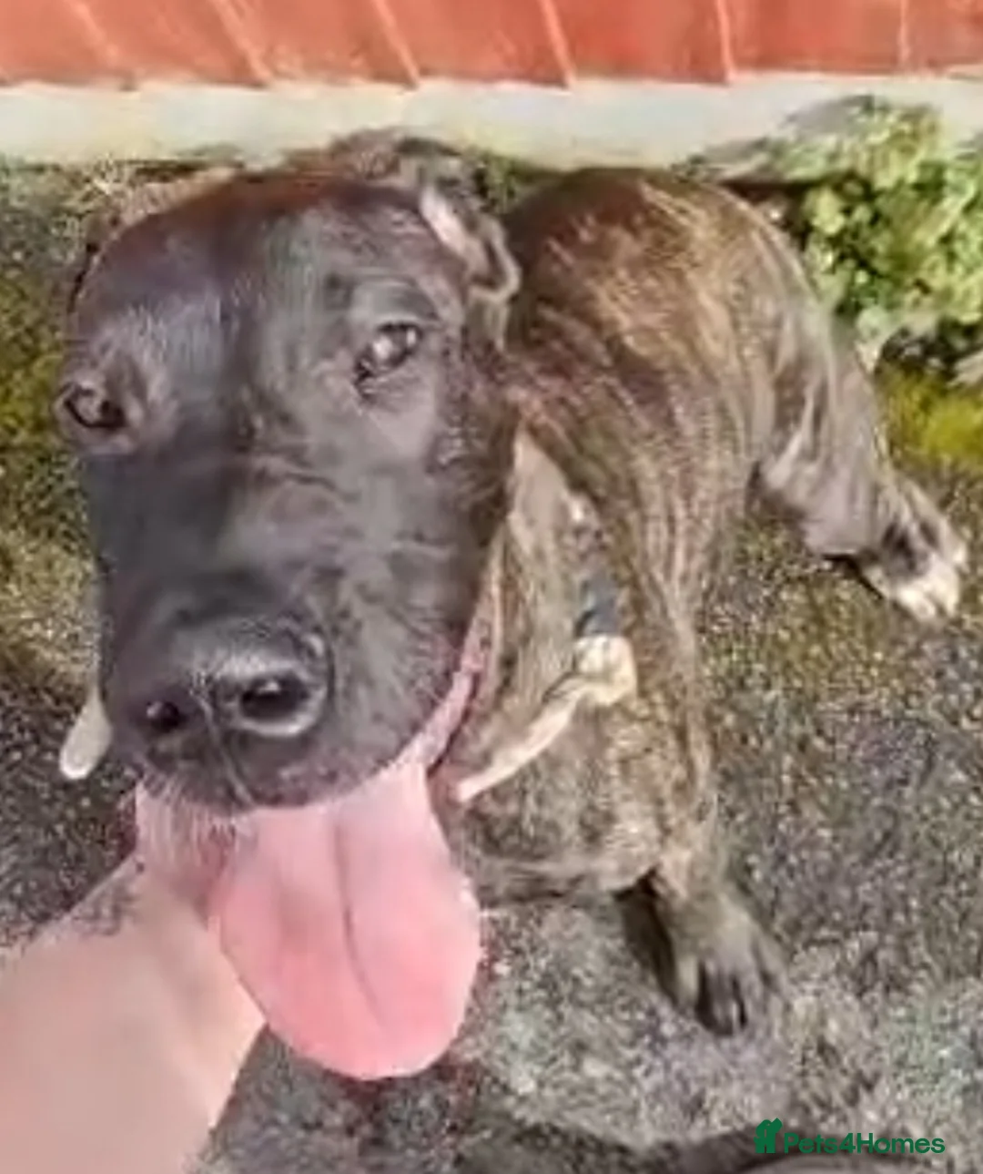 Great Dane dogs for sale: READY,FULLY VACC'D Stunning Brindle Great Dane Pup - Advert 1