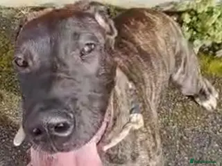 Great Dane dogs READY,FULLY VACC'D Stunning Brindle Great Dane Pup - Advert 6