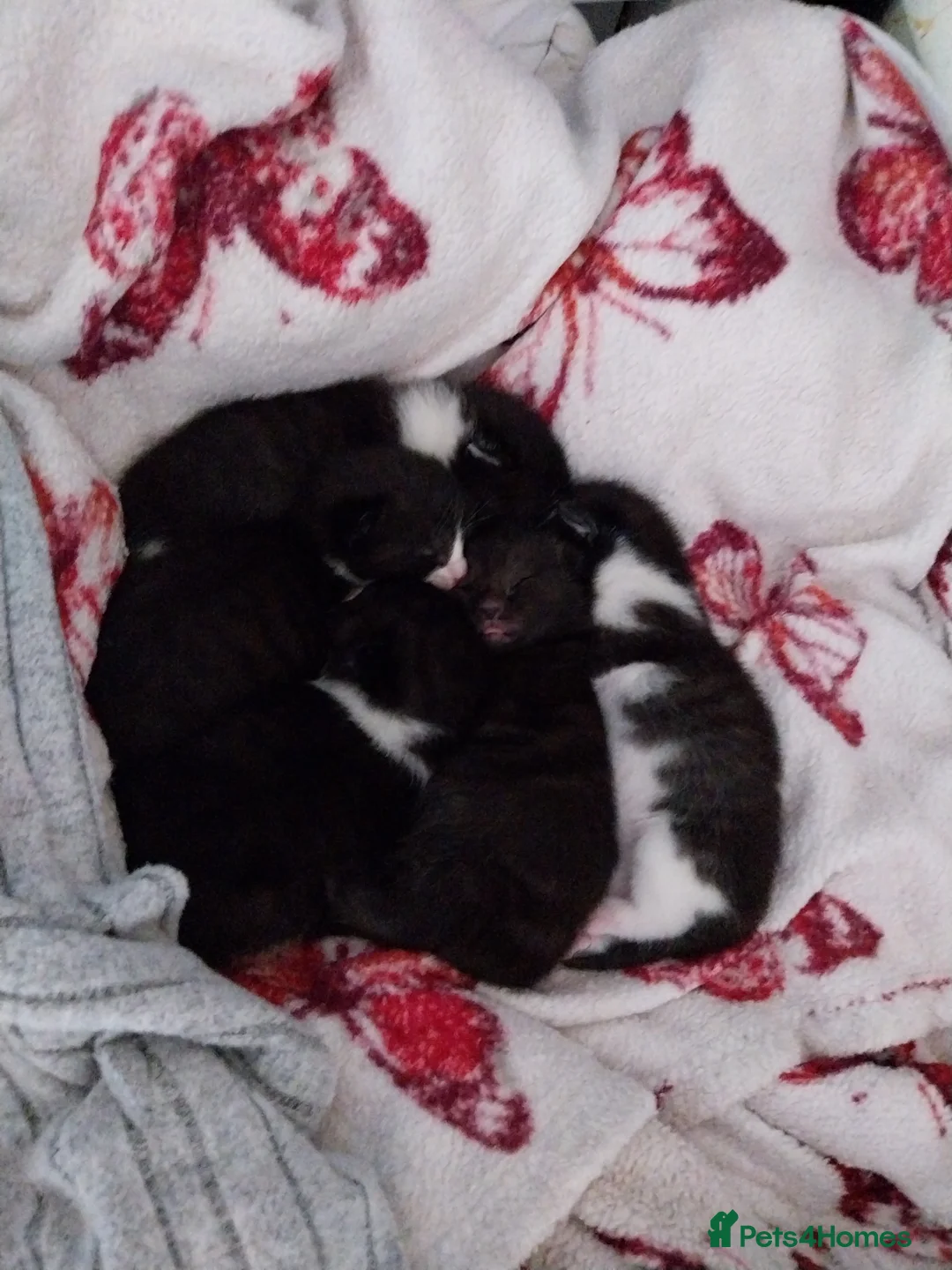 Domestic Shorthair cats for sale: Beautiful Black and White kittens - Advert 7