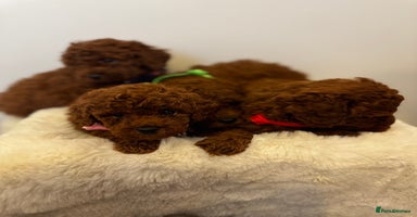 Toy Poodle dogs - Advert 4
