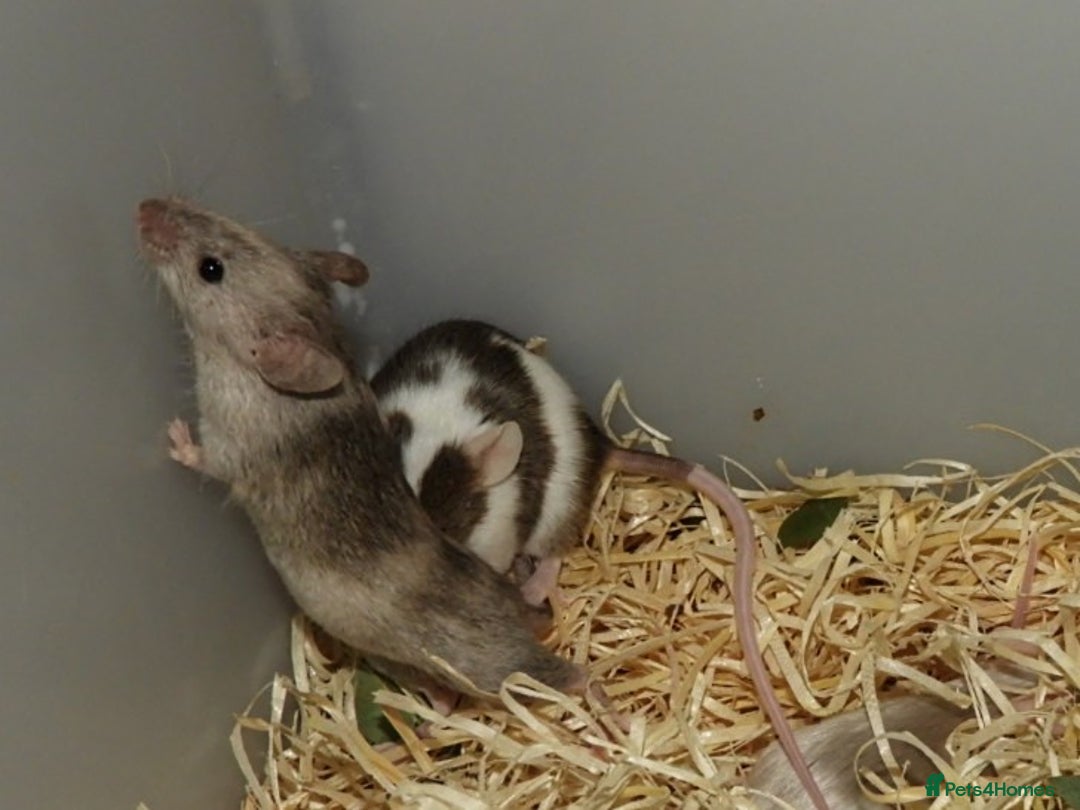Mouse rodents for sale: Satin, long and short haired varieties  - Image 22