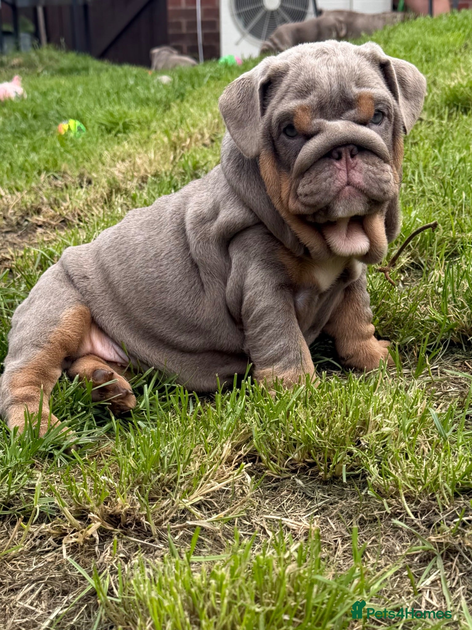 English Bulldog dogs Top Tier KC English Bulldog Puppies🐶 - Advert 2