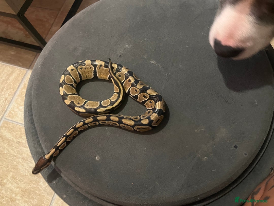 Python Snake reptiles for sale: Very sweet ball python and tank and unit  - Advert 7