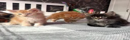 Maine Coon cats for sale: BEAUTIFUL MAINE COON KITTENS LOOKING FOR NEW HOME - Advert 18