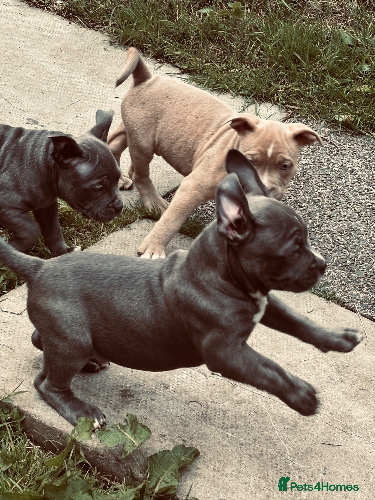 American Bully dogs American pocket bulldogs 2 males TO LEAVE  - Advert 3