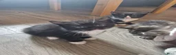 British Shorthair cats for sale: Four beautiful kittens for sale in Fleetwood - Advert 5