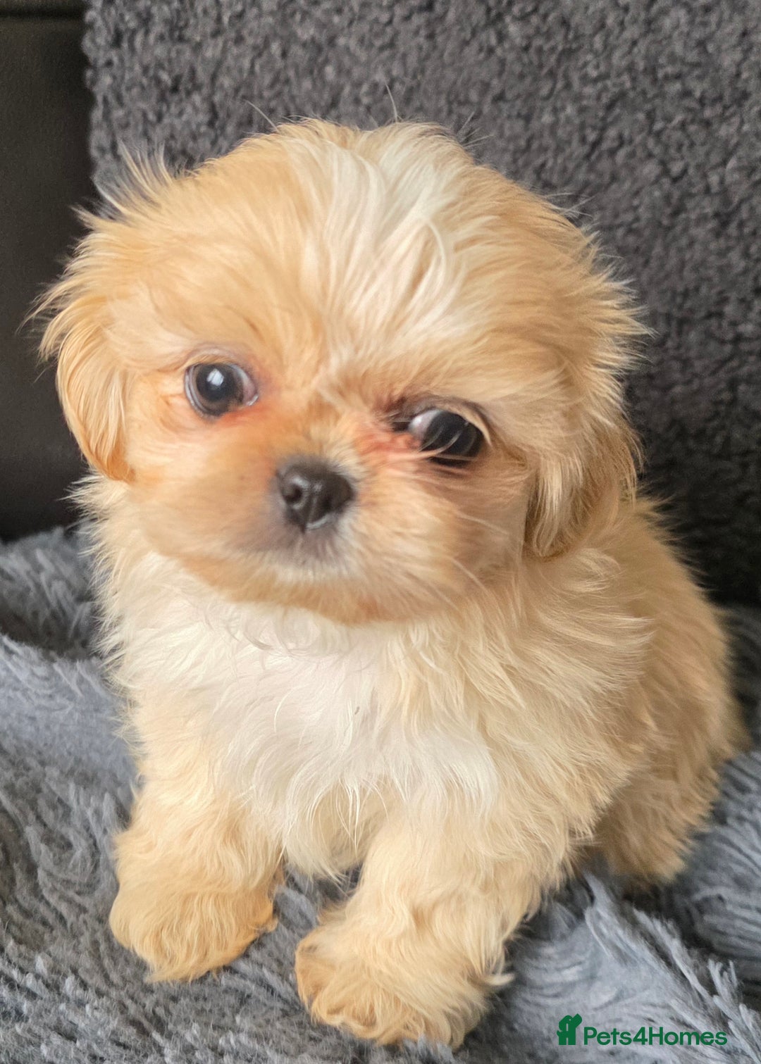 Shih Tzu dogs for sale: Ready now small/tiny Rare Brindle Imp Shih Tzu - Image 23