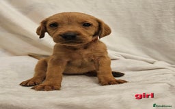 Labrador Retriever dogs for sale: Gorgeous Labradors babys looking for forever home - Image 6