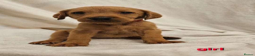 Labrador Retriever Puppy 6