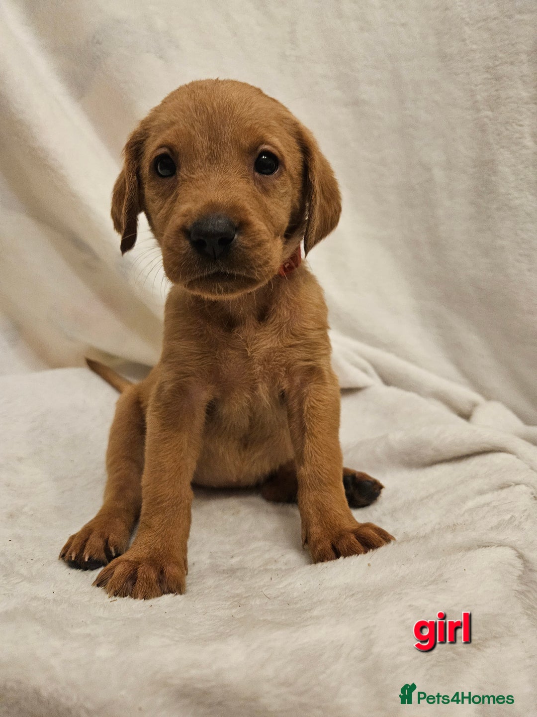 Labrador Retriever dogs for sale: Gorgeous Labradors babys looking for forever home - Image 6
