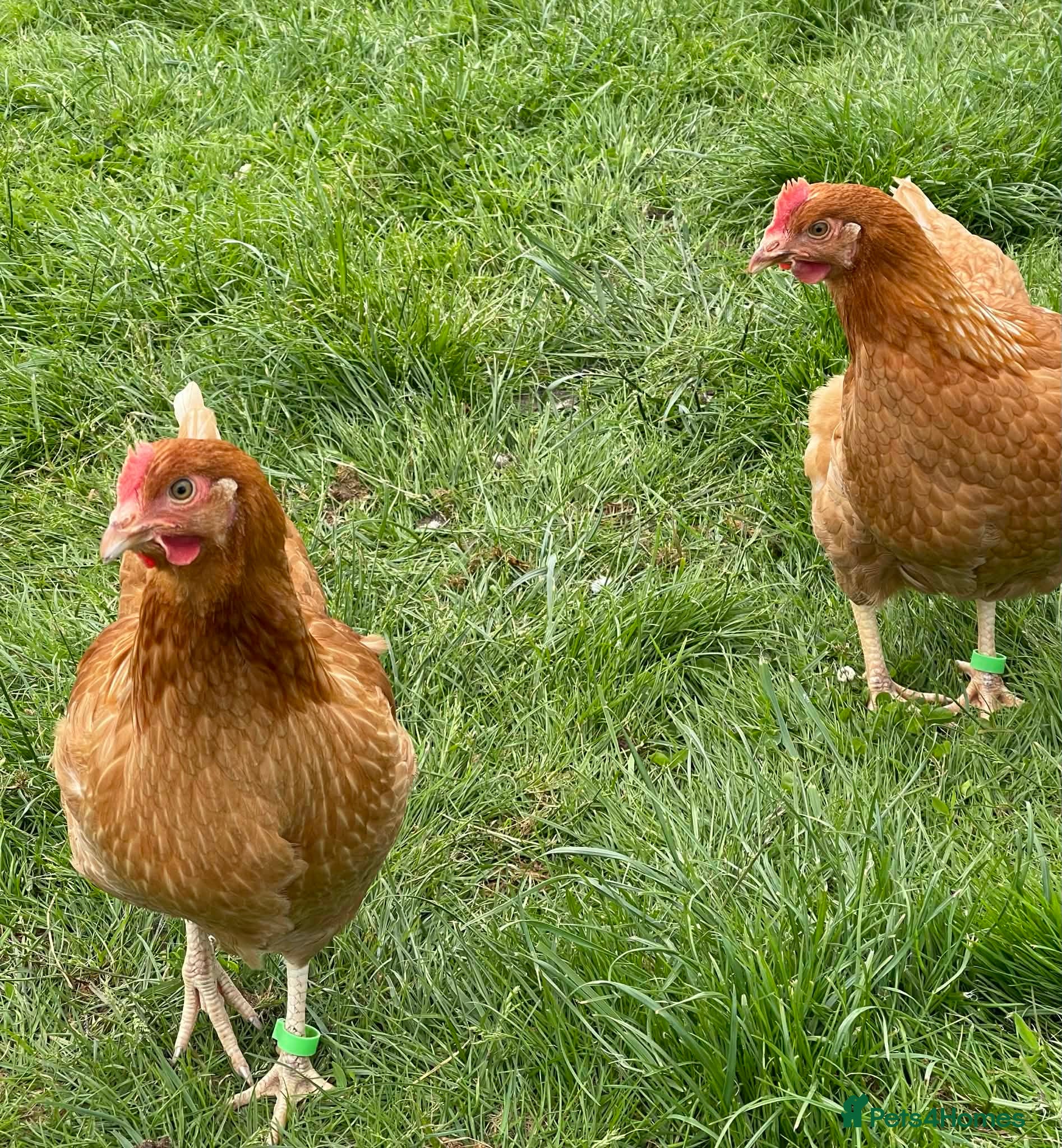 Chickens poultry Lohmann brown chickens pol - Advert 2