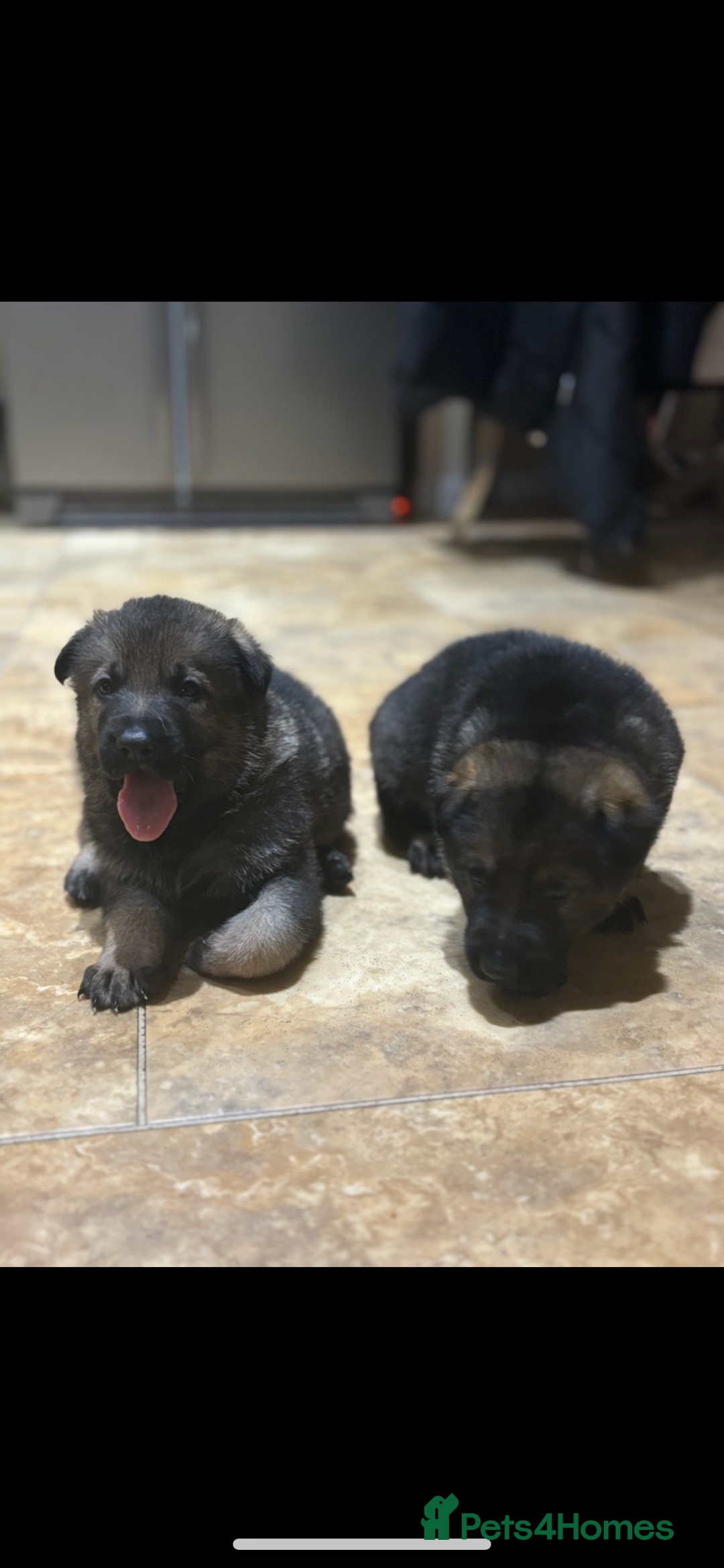 German Shepherd dogs for sale: German shepherd puppies  - Image 3