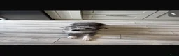 Mixed Breed dogs for sale: Fluffy greyhound cross  in Gloucester - Advert 3