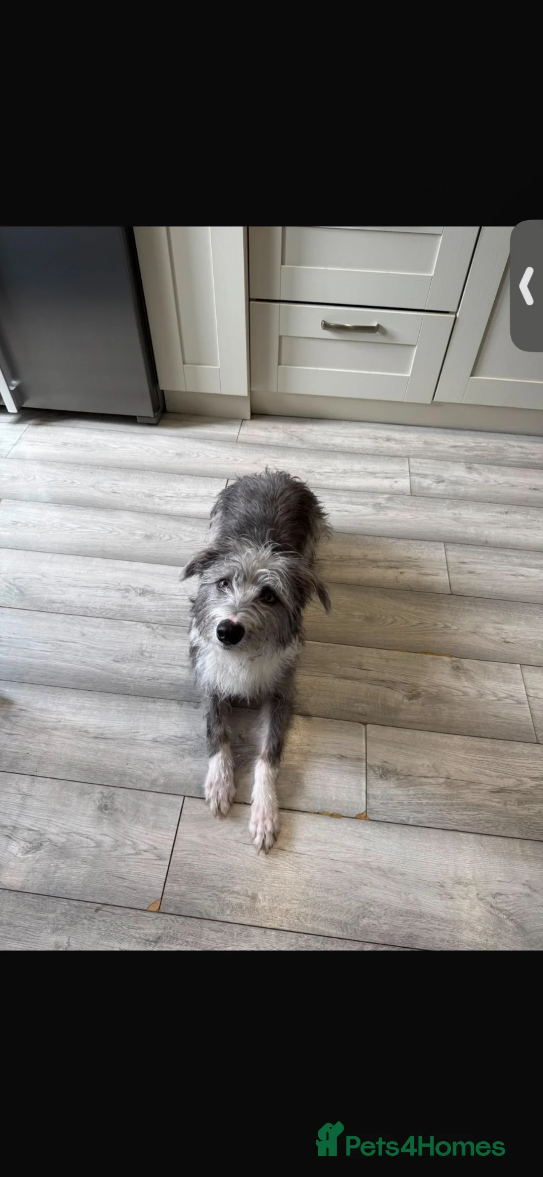 Mixed Breed dogs for sale: Fluffy greyhound cross  in Gloucester - Advert 3
