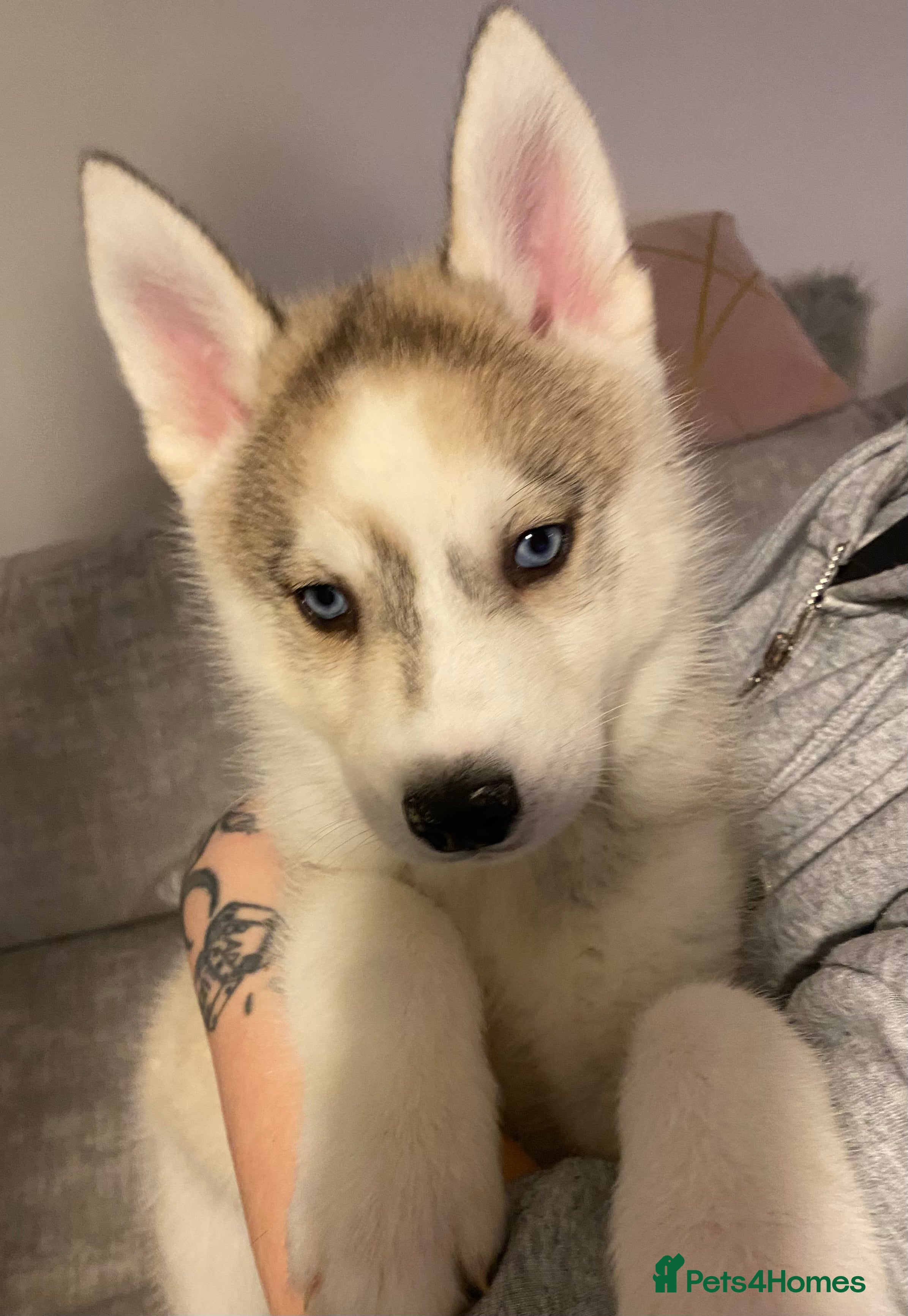 Siberian Husky dogs Siberian Husky puppies  - Advert 5