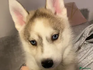 Siberian Husky dogs Siberian Husky puppies - Advert 5