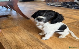 English Springer Spaniel dogs for sale: English springer spaniel pups - Image 6