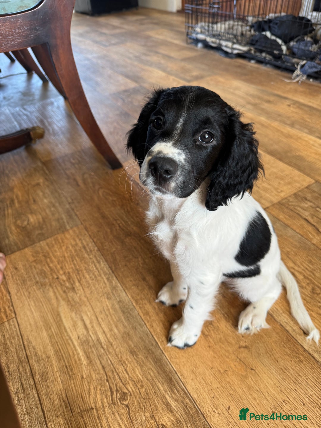 English Springer Spaniel dogs for sale: English springer spaniel pups - Image 6