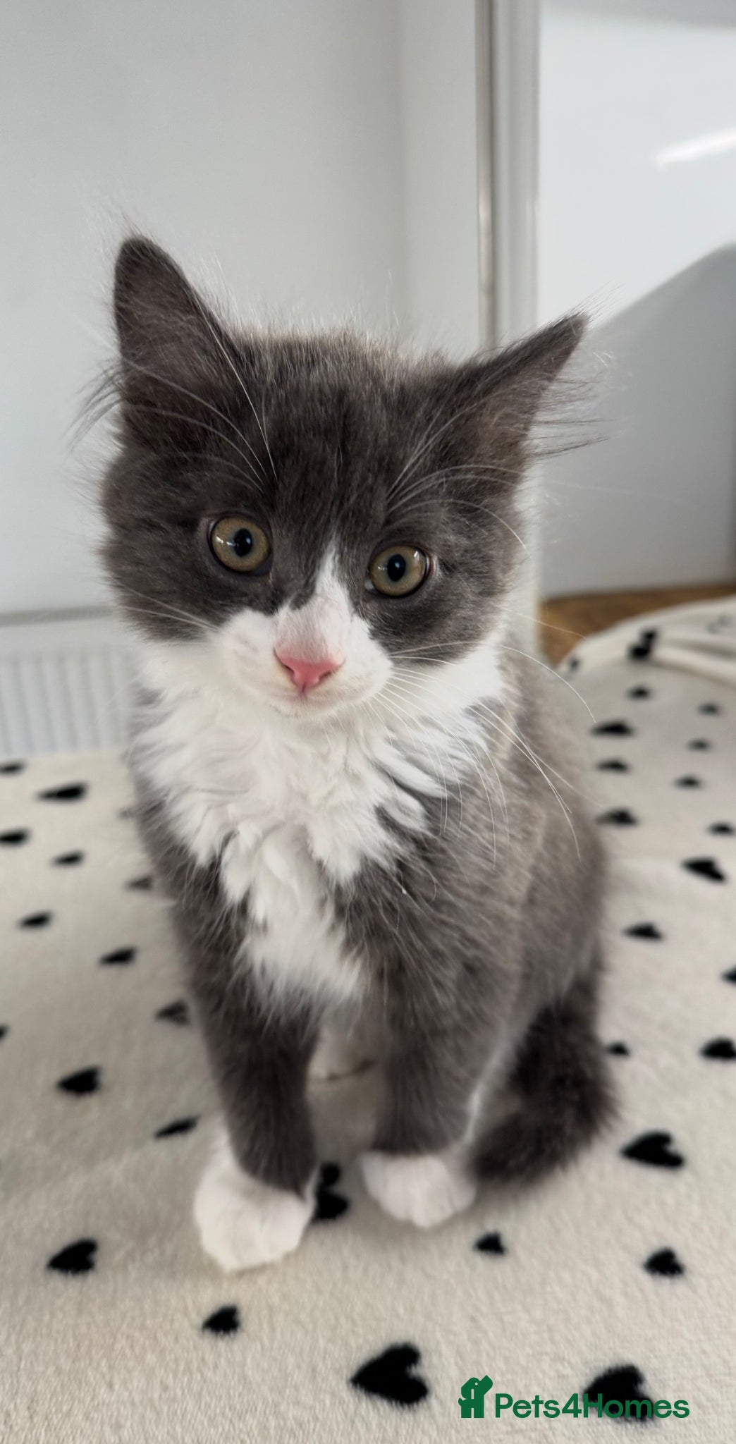 Mixed Breed cats 3 RAGDOLL MIX MALE KITTENS - Advert 1